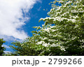 ヤマボウシの花