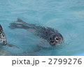 ゴマフアザラシ