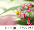 シュウカイドウ