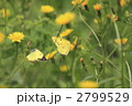 2799529