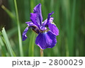 文目　アヤメで変換すると菖蒲か綾目になる