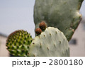 団扇仙人掌の新芽