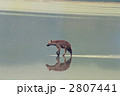2807441