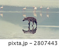 2807443