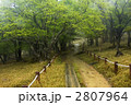 新緑の遊歩道