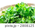 サラダセロリ