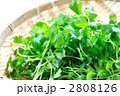 サラダセロリ