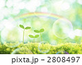 二葉