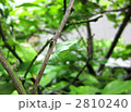 アゲハ蝶のさなぎ
