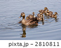 池の中を周遊中のカルガモの親子