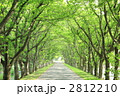 一本道　並木のトンネル