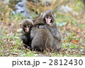 サル