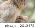 サル