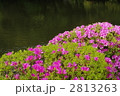 5月　サツキ・ツツジ科10