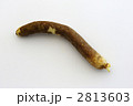 グロリオサの球根