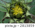 ひまわり