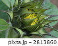 ひまわり