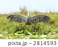 ハシビロコウの威嚇