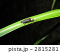 ゲンジボタル
