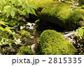 苔に覆われる原生林