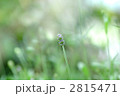 ラベンダー