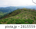 バイケイソウの咲く大峰