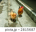 伊勢神宮の鶏夫婦