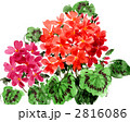geranium1163pix