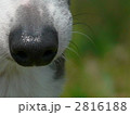 鼻