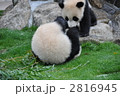 転がる小パンダ