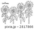 sunflowerラフ