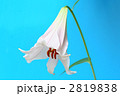 赤褐色の葯が映えるササユリの花