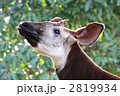 オカピのオス