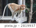 テングザル