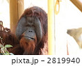 オランウータンのオス