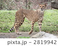 チーター