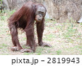 オランウータンのメス