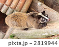 ハクビシン