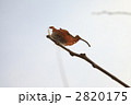 春までかくれんぼ