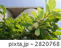 オオイタビカズラの花嚢