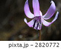 カタクリの花