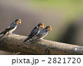 ツバメのヒナ