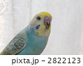 う~ん!?　考えるセキセイインコ