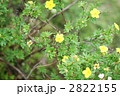 キンロバイの花と葉