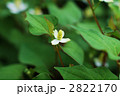 花の時期のドクダミ