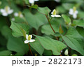 花の時期のドクダミ