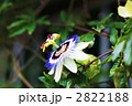 トケイソウの花側面