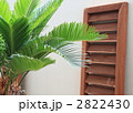 鉢植えのそてつシカス・レヴォルタ