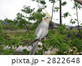 オカメインコと楓