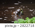 ウシガエルの抱接